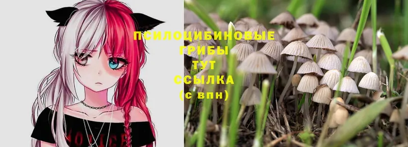 Галлюциногенные грибы Psilocybe  цена   Белоярский 